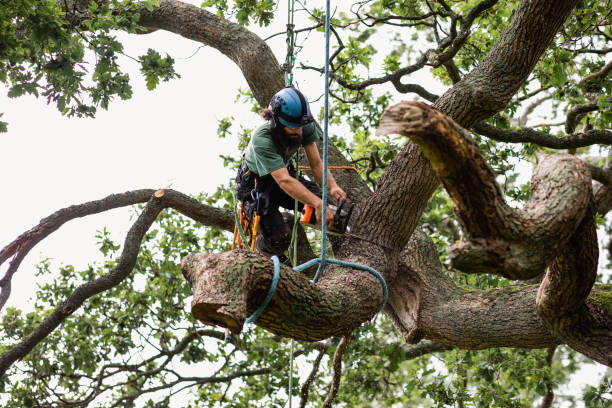 Best Emergency Tree Removal  in Durango, CO