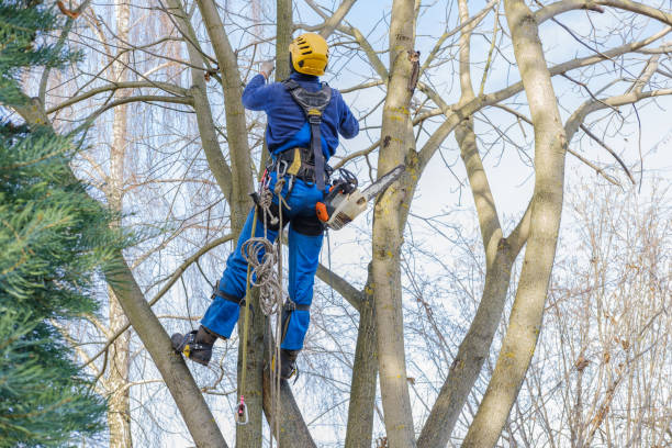 Best Stump Grinding and Removal  in Durango, CO