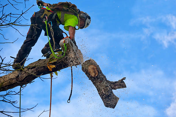 Durango, CO Tree Services Company